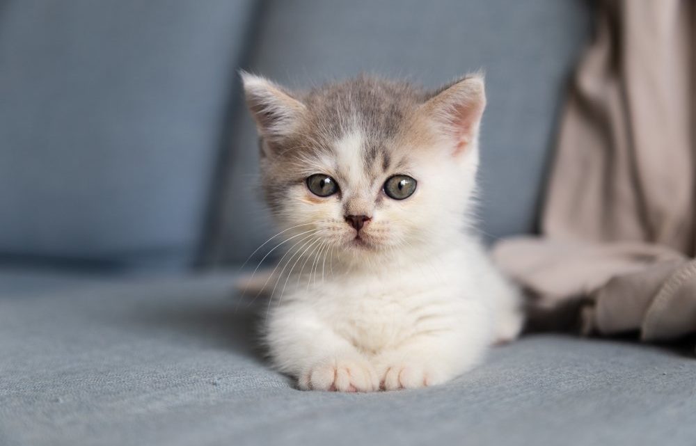 Lad katten holde ferie hos en god kattepension Lad katten holde ferie hos en god kattepension