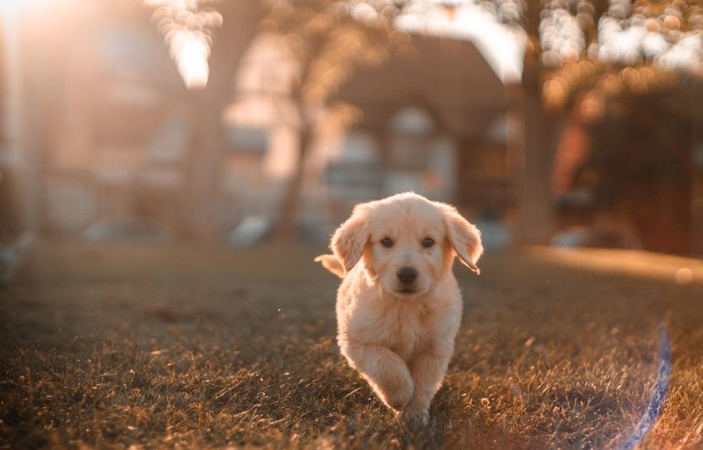 Her finder du hundefoder til din hund Her finder du hundefoder til din hund