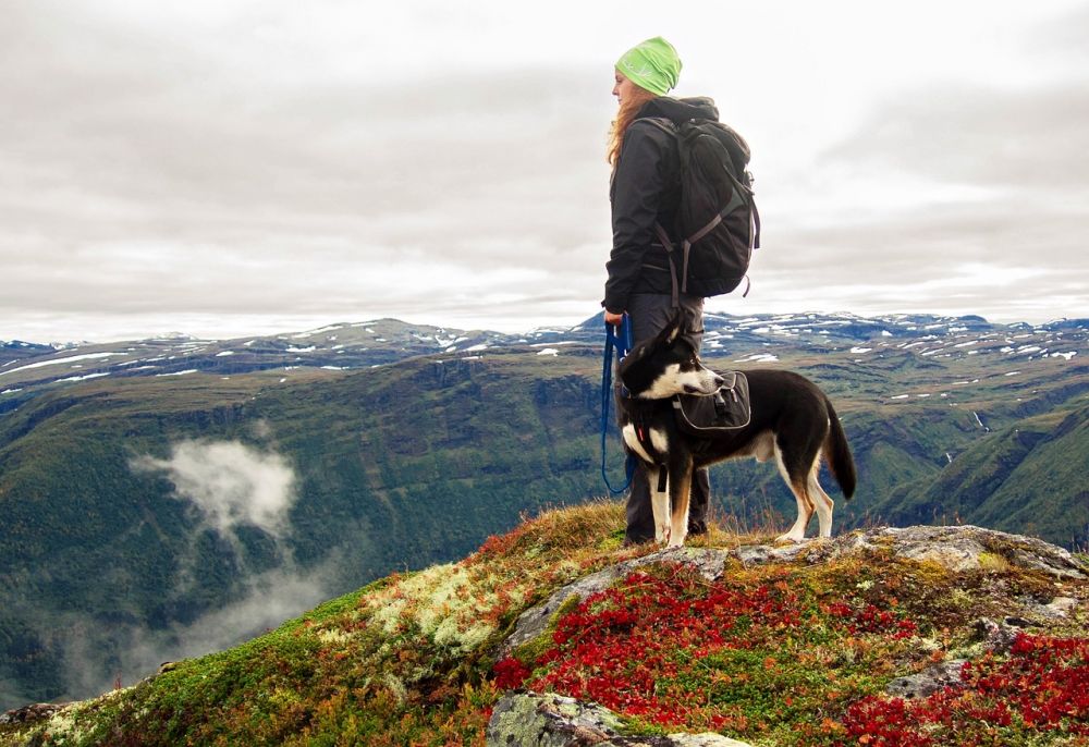 Hundelufter: Den Ultimative Guide til den Bedste Oplevelse for Dig og Din Hund