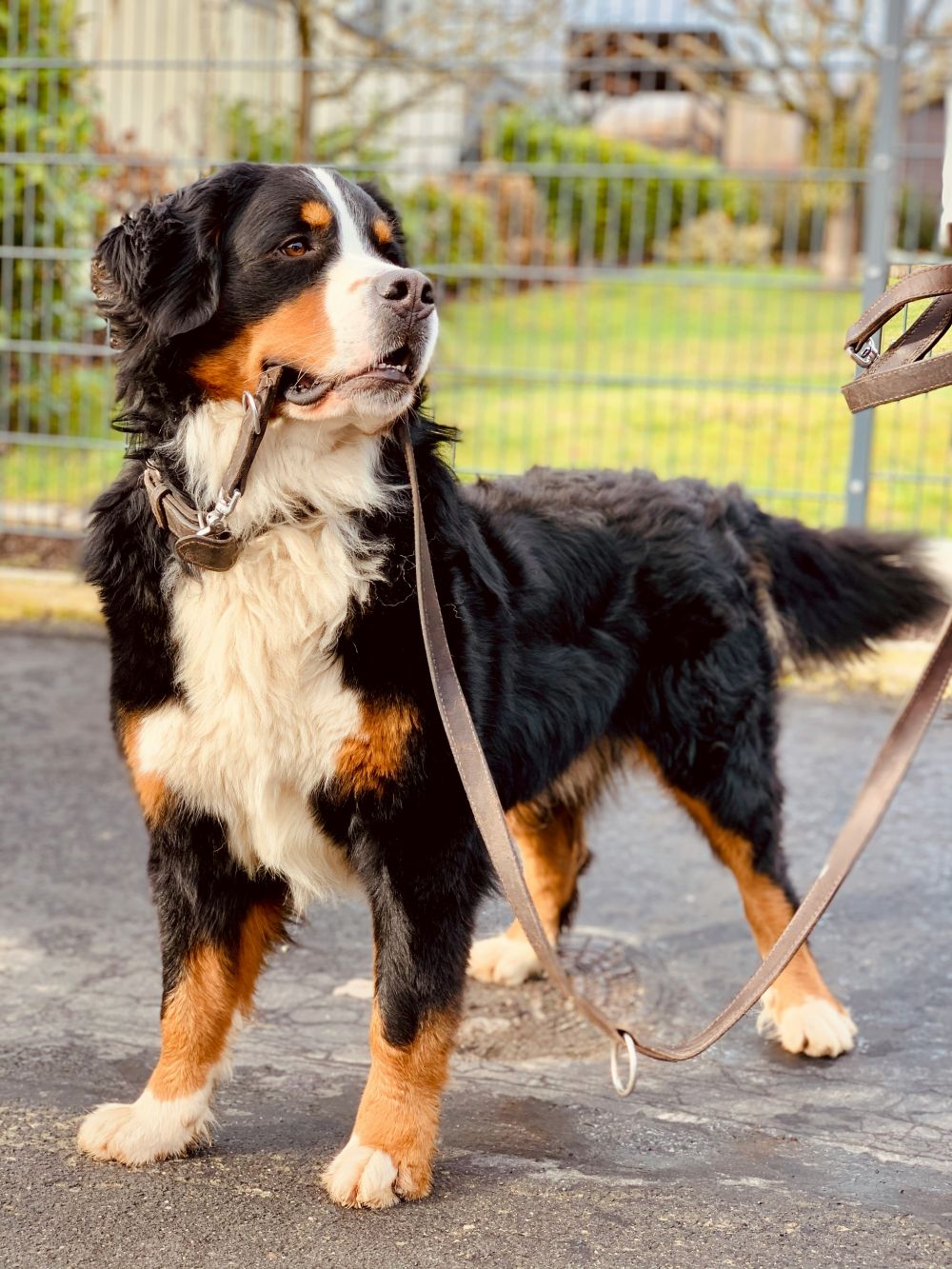 Flexliner til hunde: Den perfekte balance mellem kontrol og frihed